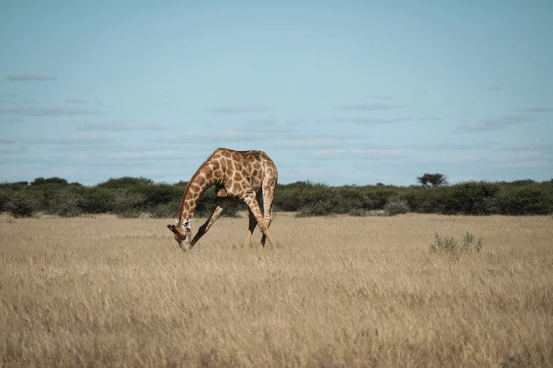 a giraffe is standing in the middle of a field eating