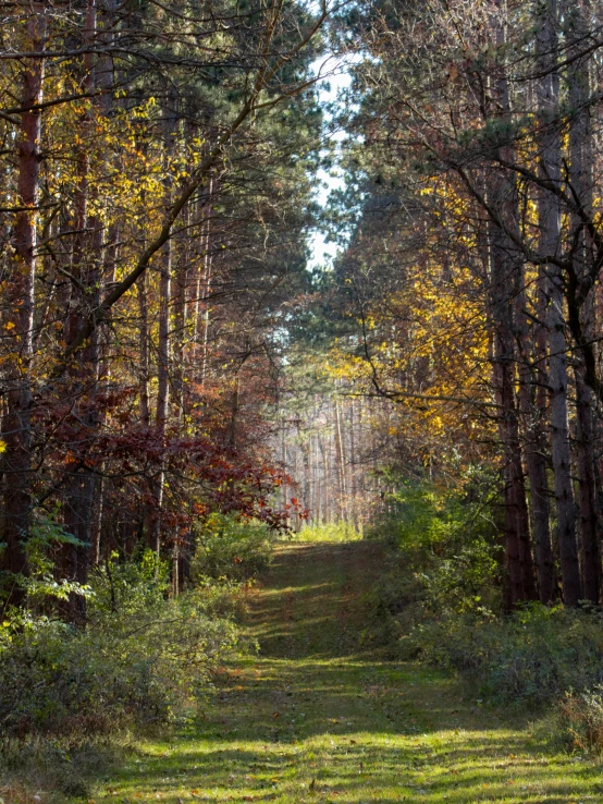 a scenic, shady forest with bright colored leaves and many trees