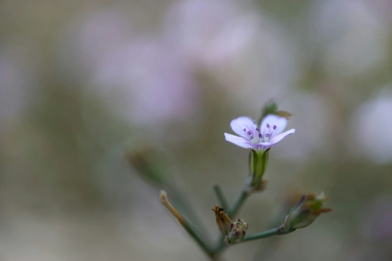 the small flowers are blooming near some blurry trees