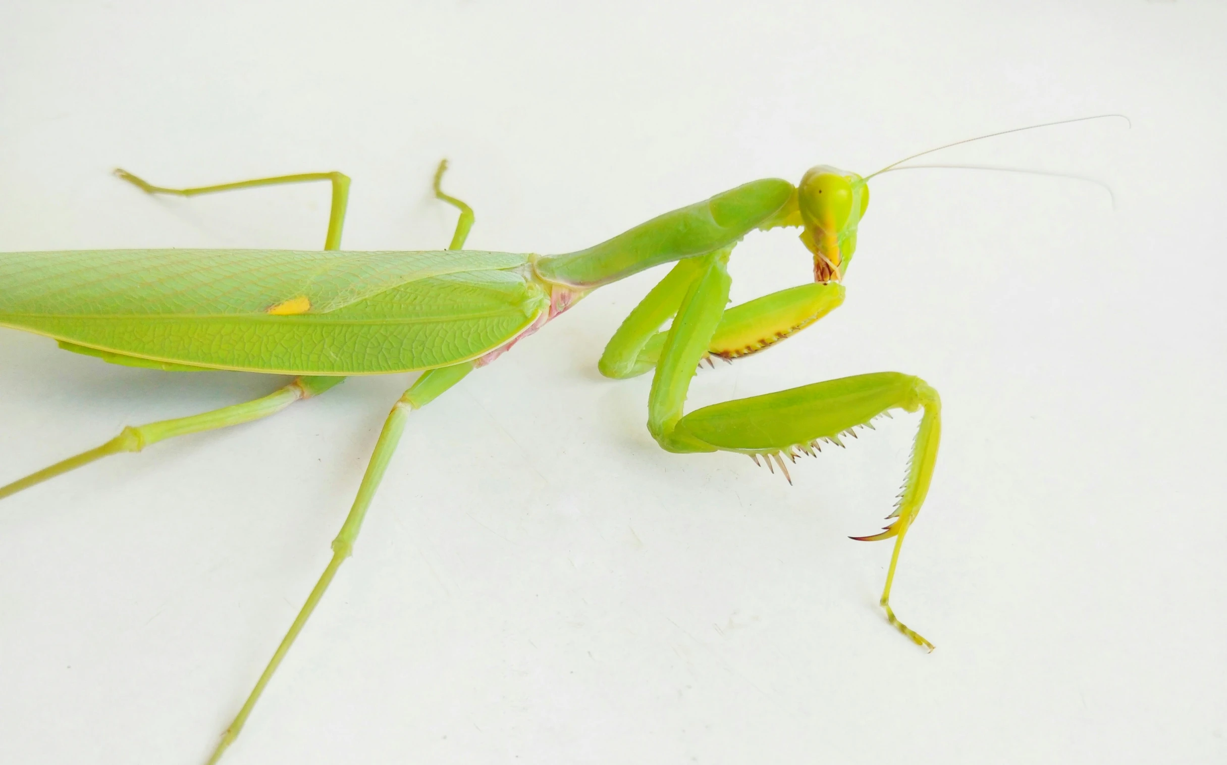 a green praying insect on a white background