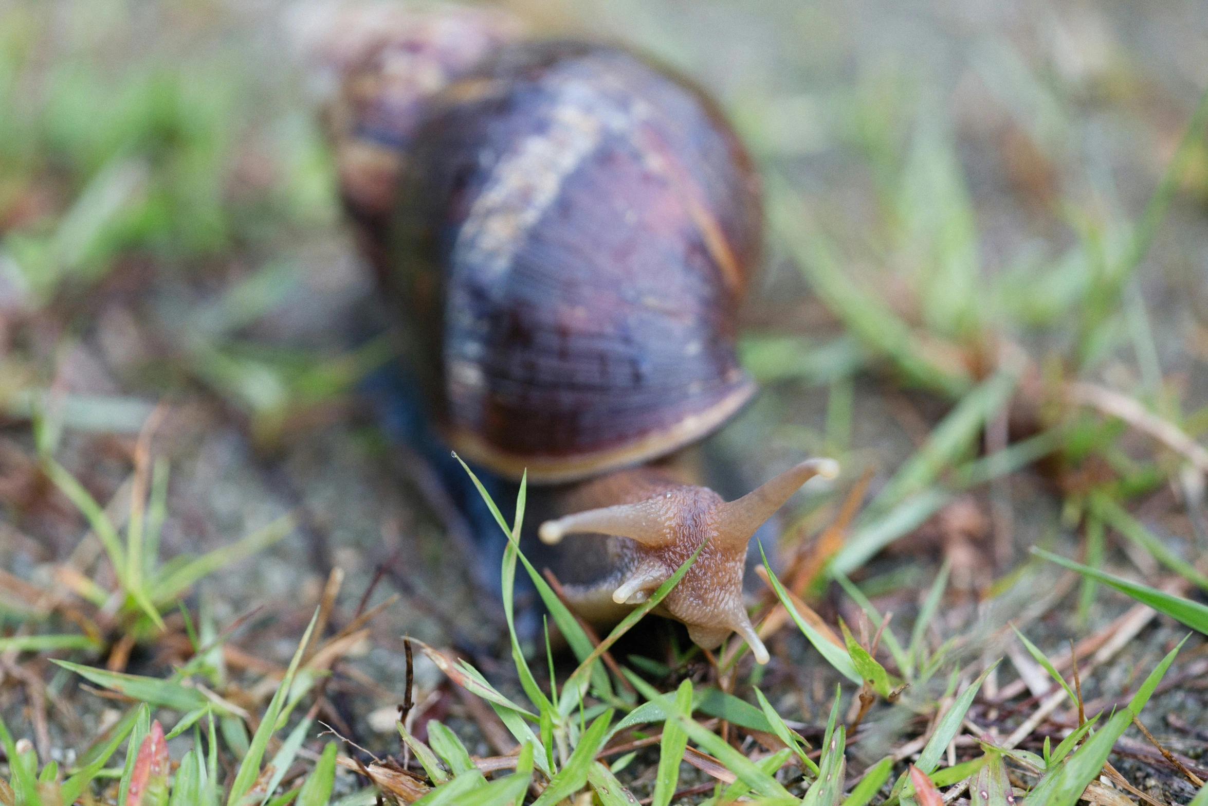 a large snail crawling on grass and dirt