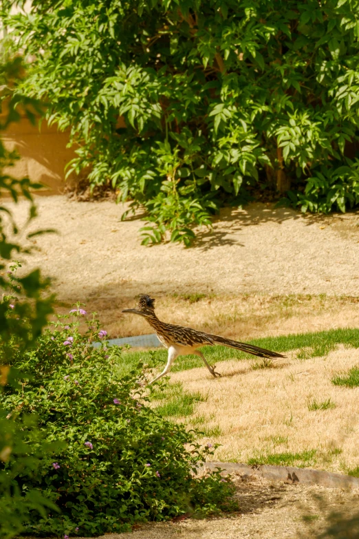 a bird that is standing in the grass