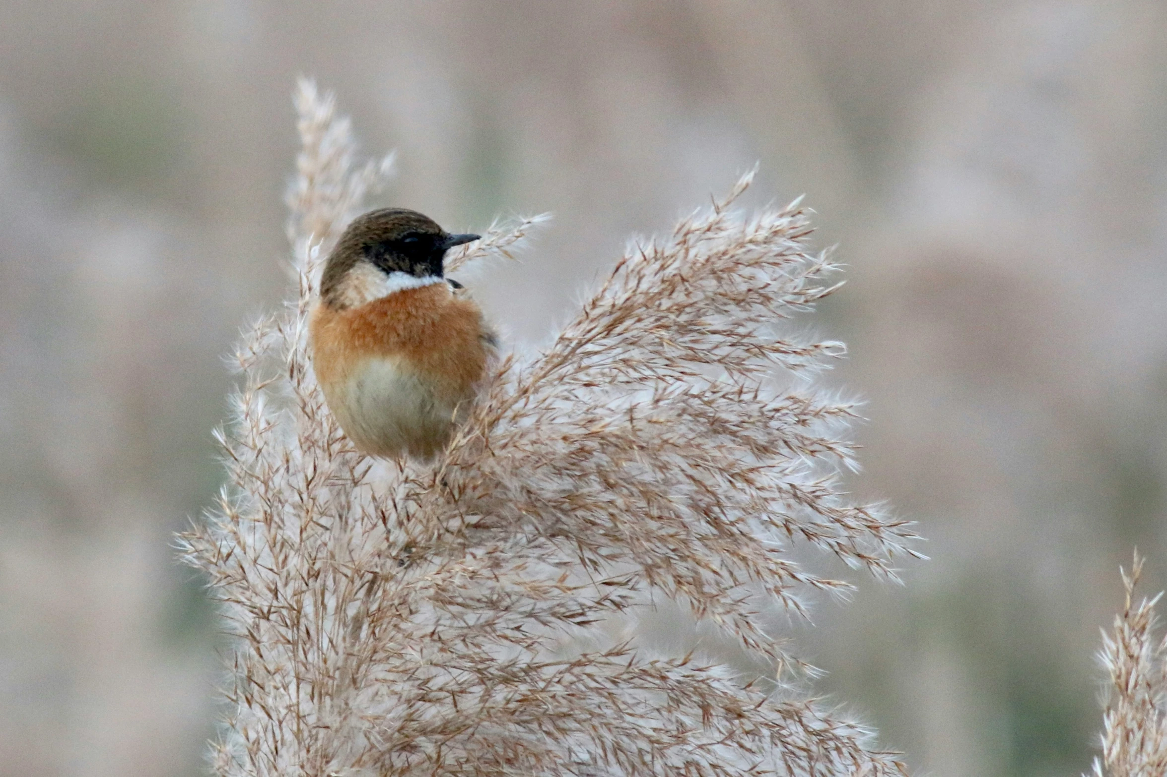 a bird sits on top of some kind of dried grass