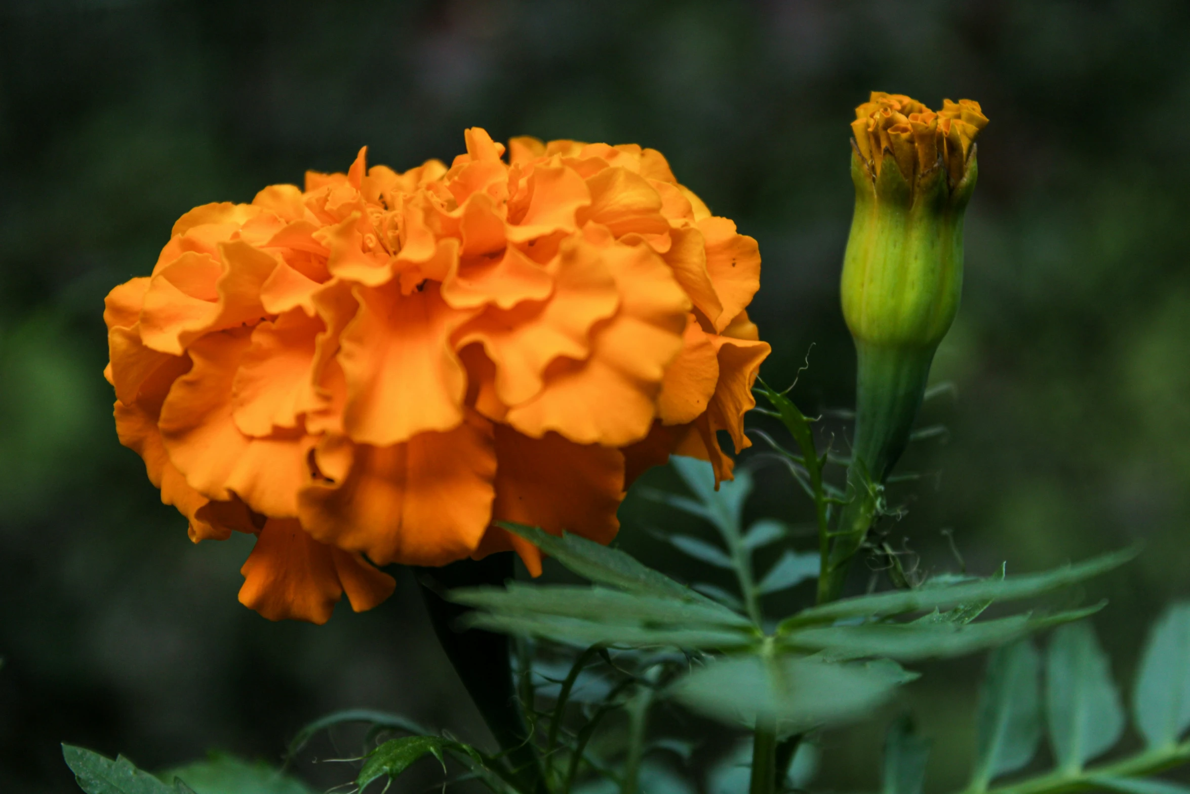 there is an orange flower blooming in the garden