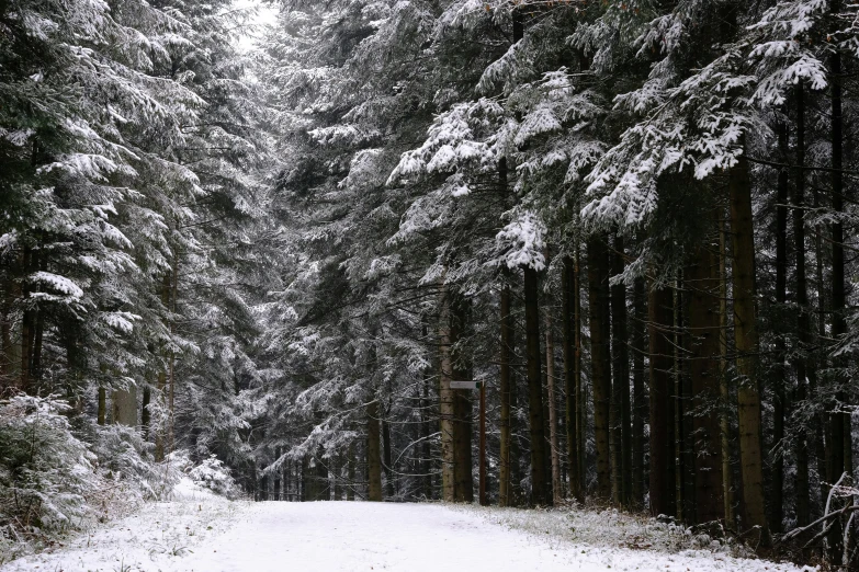 a snow covered road surrounded by some trees