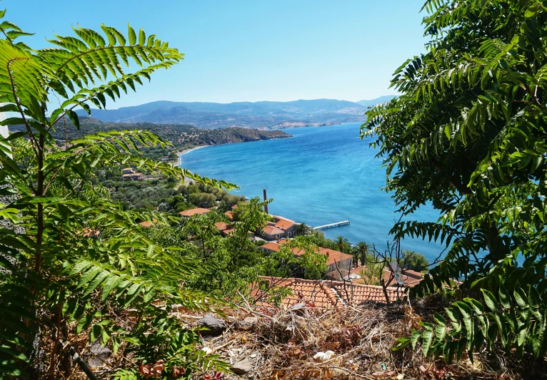 an open area with water, trees and a small path