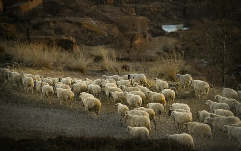 a herd of sheep are walking down a trail