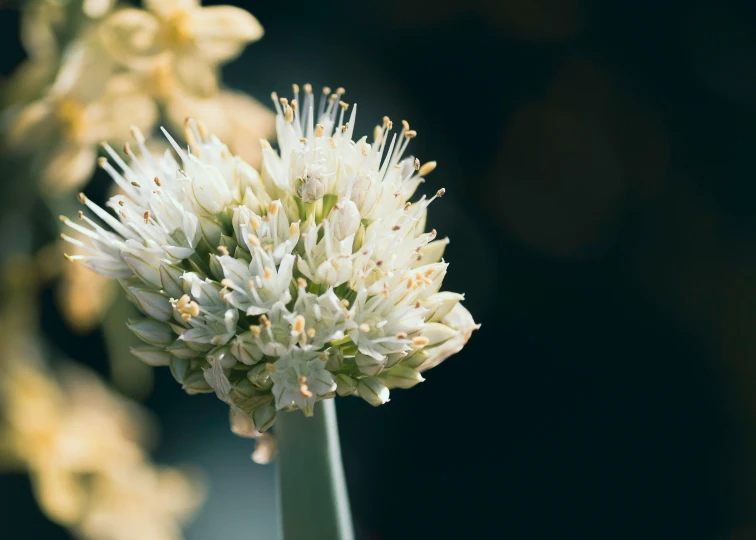 a bunch of flowers that are on a table