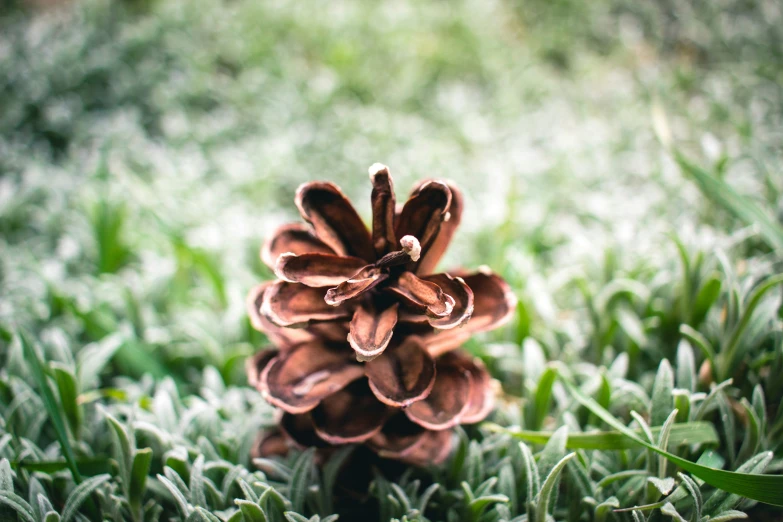 the pine cone is ready to be used to plant