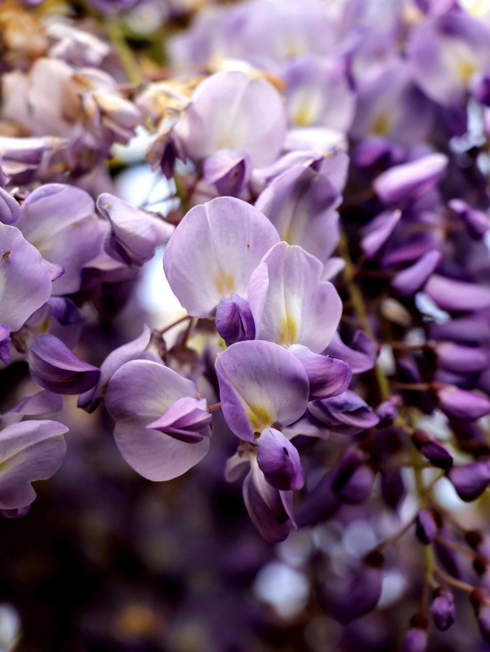 purple lilacs are growing outside in the sun