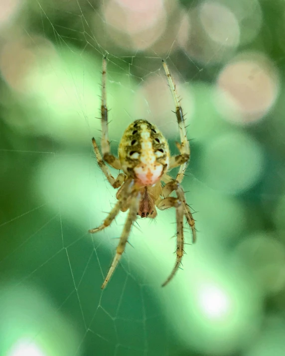 a spider sits on its web outside