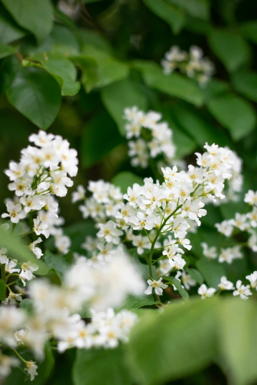 some white flowers are growing in a garden