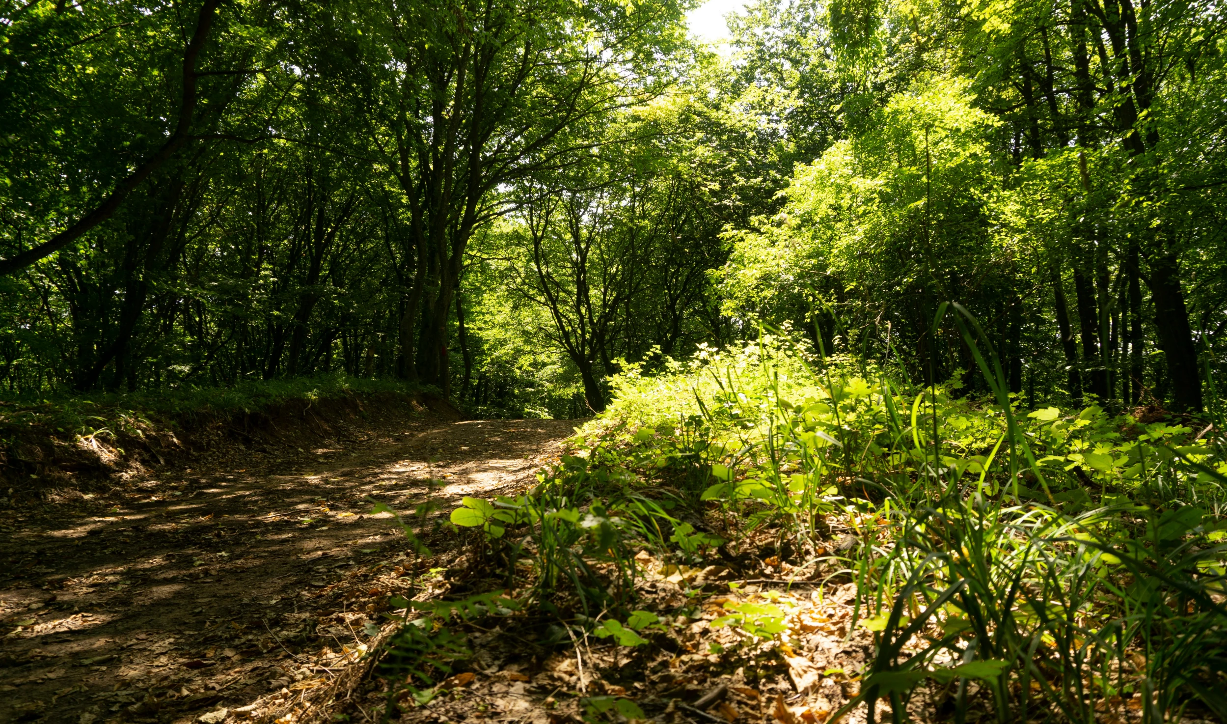 a dirt path is surrounded by trees and bushes