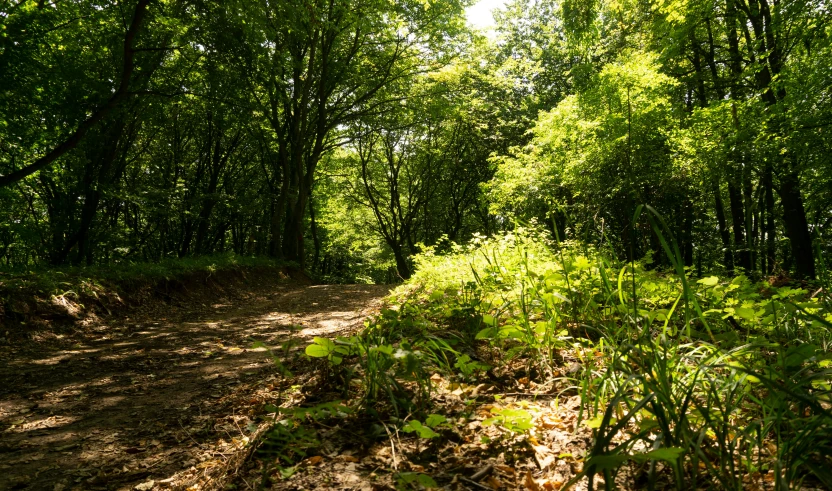 a dirt path is surrounded by trees and bushes