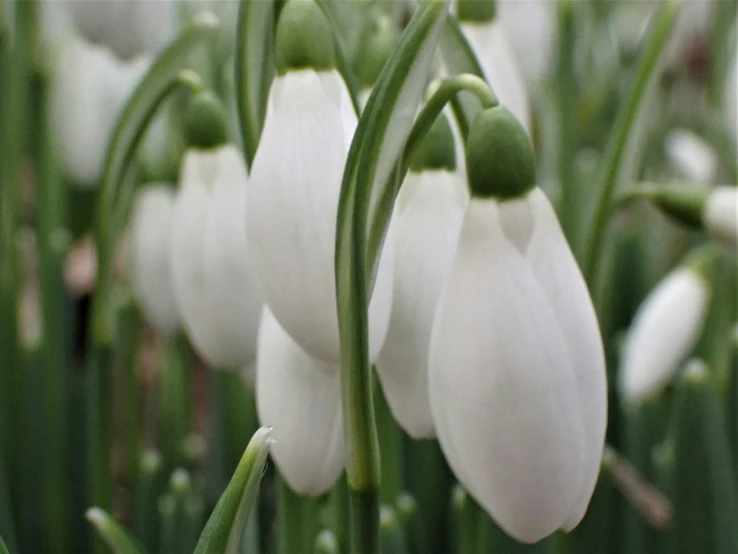 several snowdrops are seen growing together outside