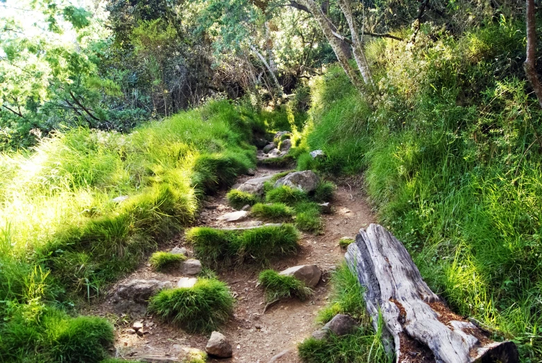 the trail splits up from the woods into a narrow, rocky path