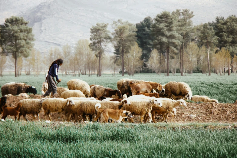 a person standing next to a herd of sheep