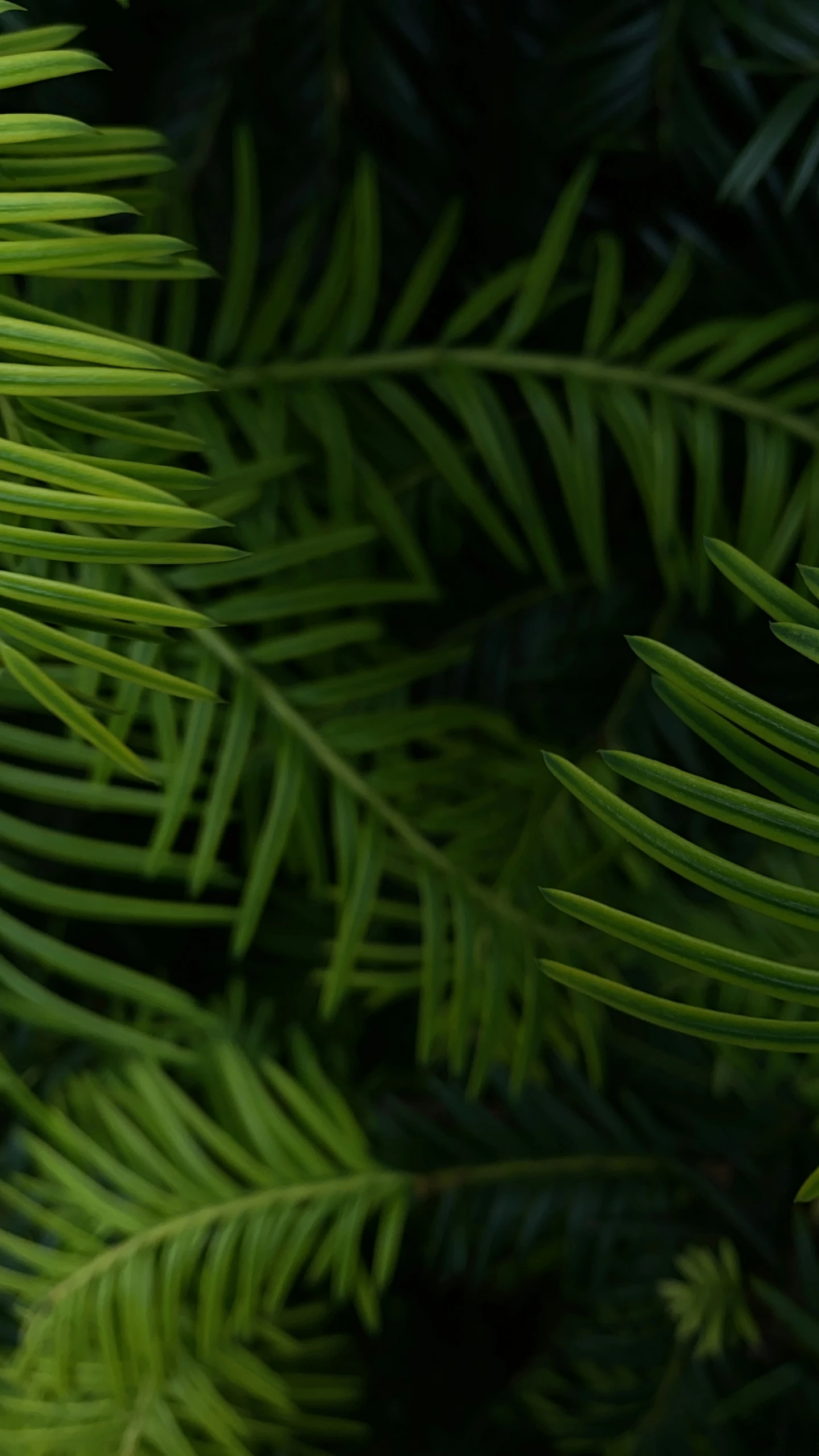 some green leaves that are on a tree