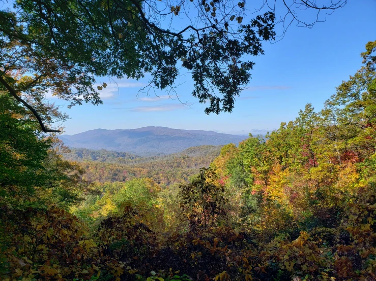 a tree with yellow leaves and some mountains