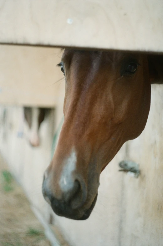 horse with head poking through the gap in his barn