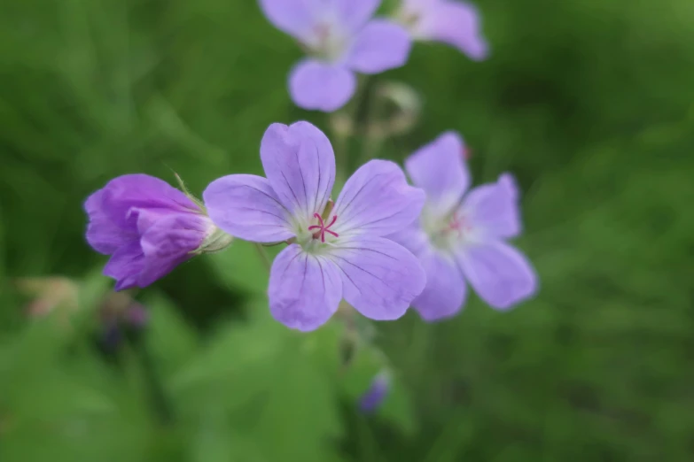 the purple flowers have large white centers