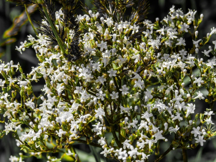 a cluster of flowers is shown in the picture