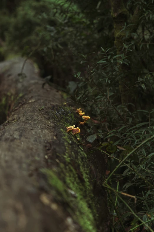 yellow flowers on the side of a moss covered log