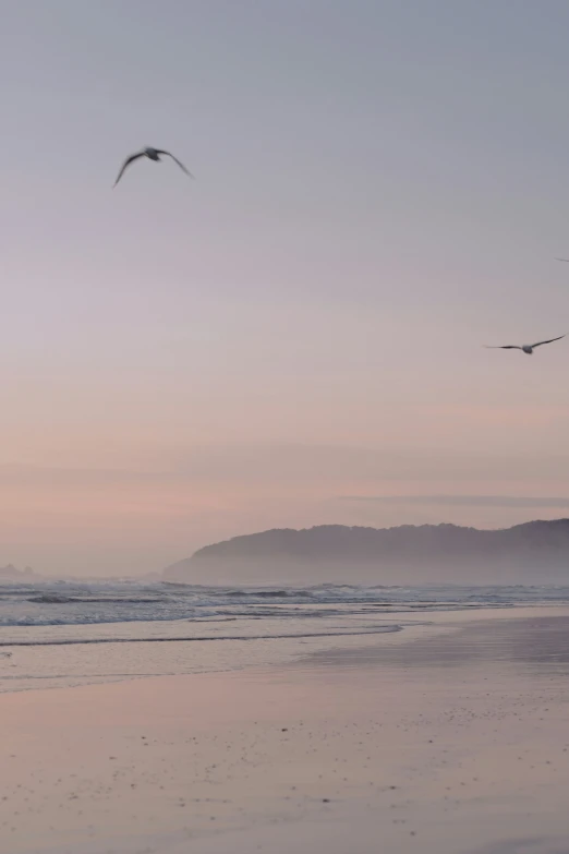 two birds flying over a beach at dusk