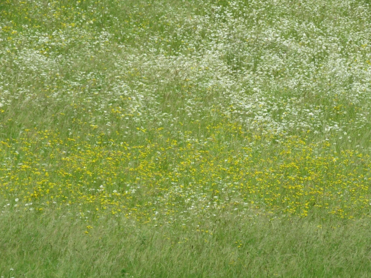 some grass yellow flowers and white flowers in it