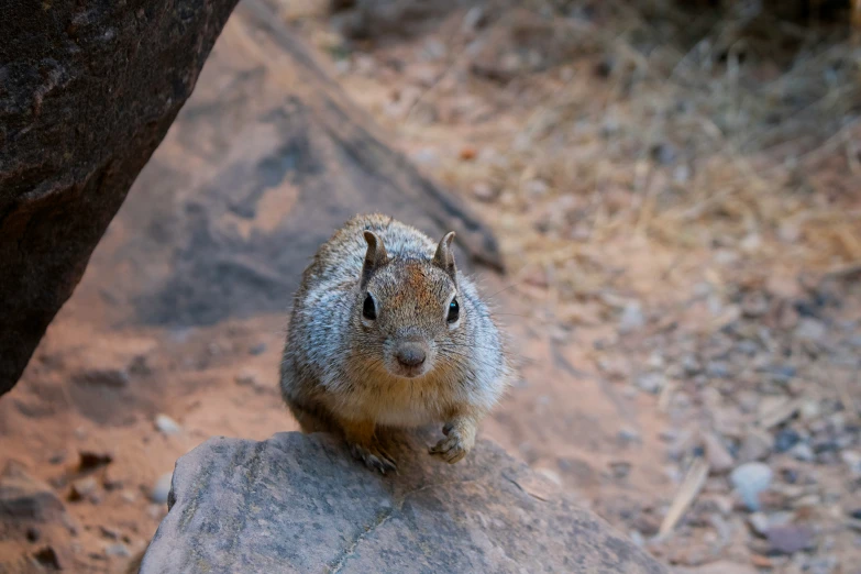 a squirrel sitting on top of a rock on the ground