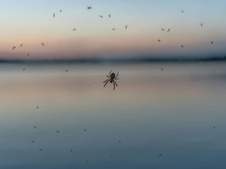 mosquitoes are flying through the air over a body of water