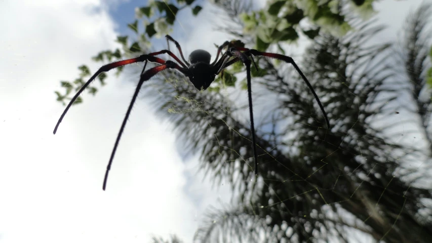 large spider sitting on top of a web web