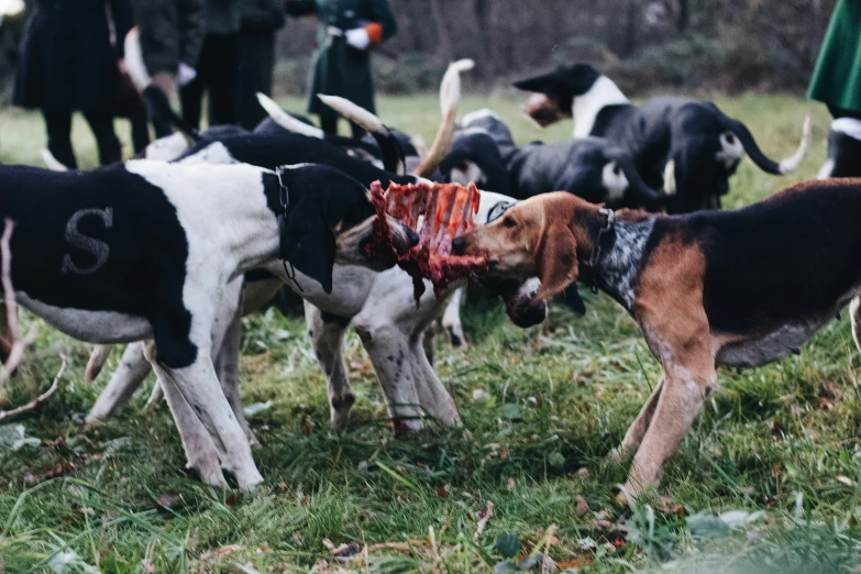 a group of dogs playing with a toy cow