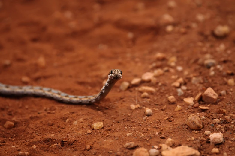 an image of a snake on the ground