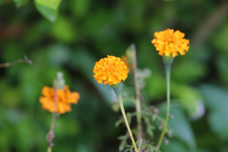 small orange and yellow flowers are seen in this image