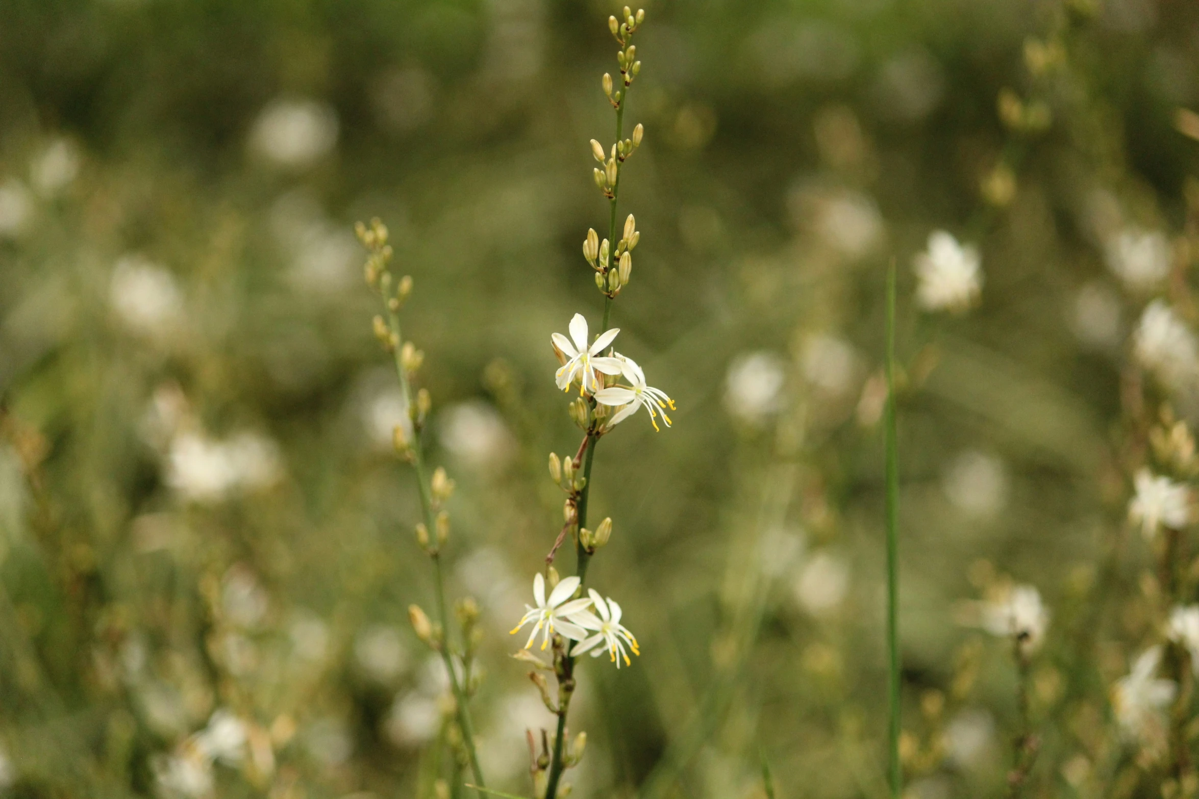 a small white flower growing in a field