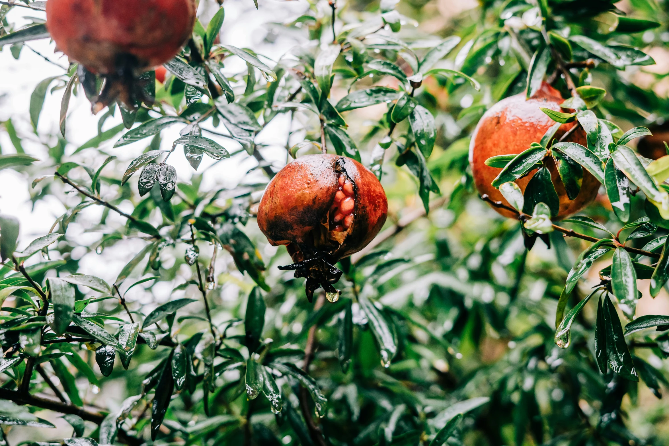 some fruit that is hanging on a tree