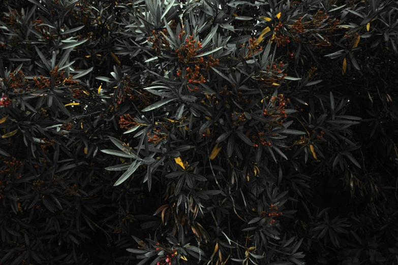 an overhead view shows trees with orange and green leaves