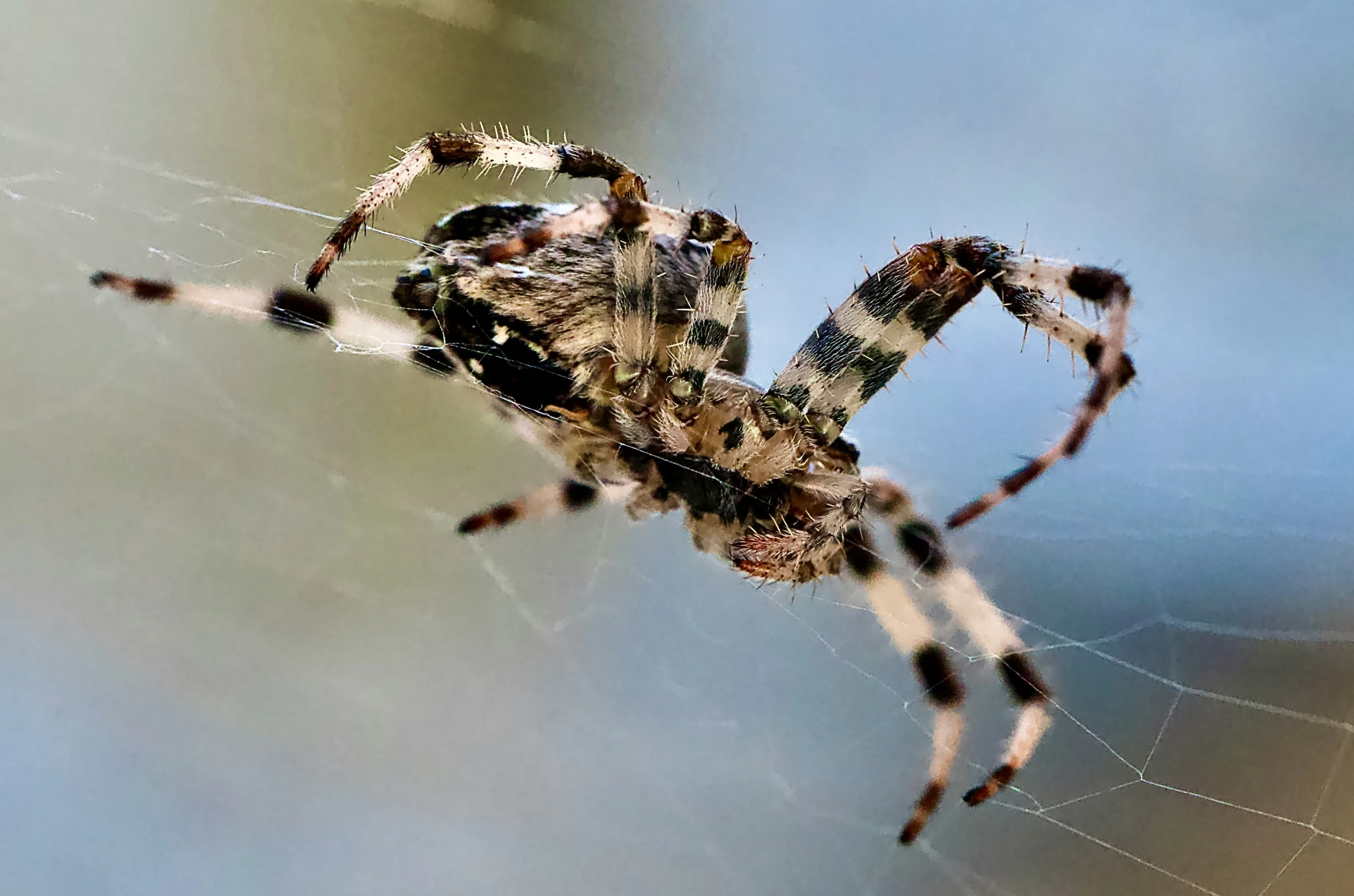 a spider with one large webb on it's back