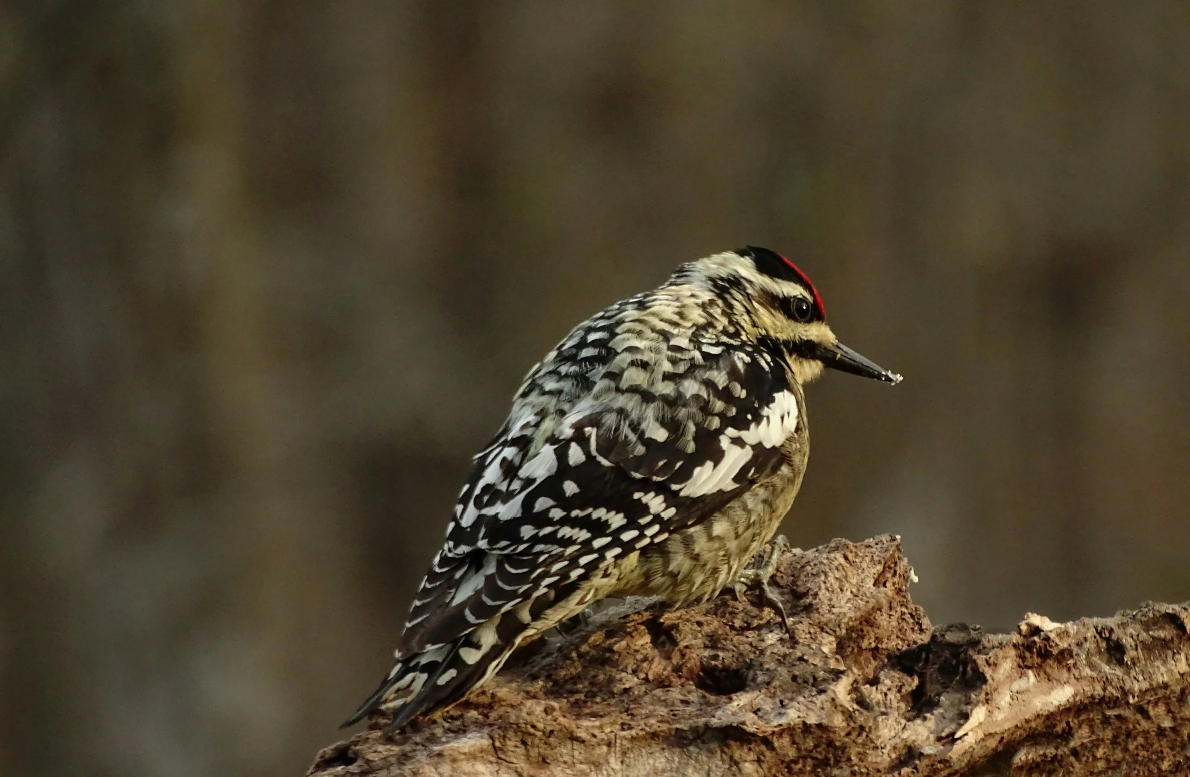 a woodpecker perched on a log in the woods