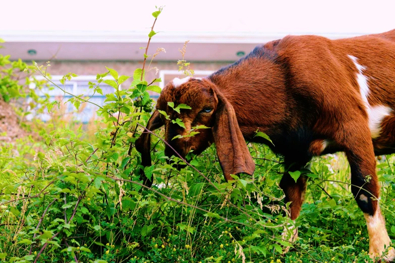 goat eating grass with long horns outside on the farm