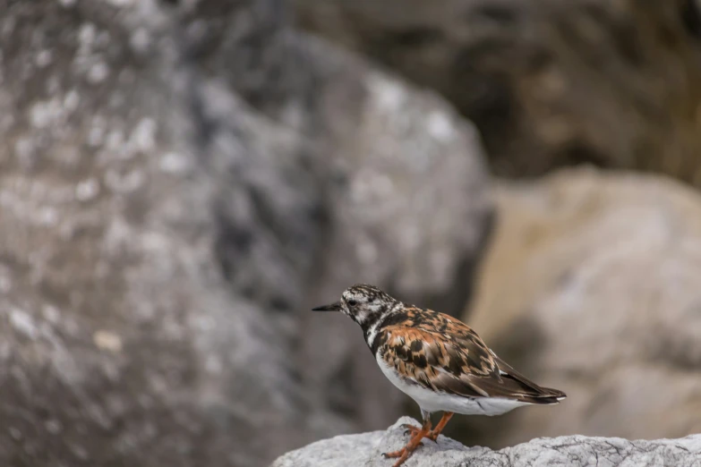 a bird sits on the rocks and looks for food