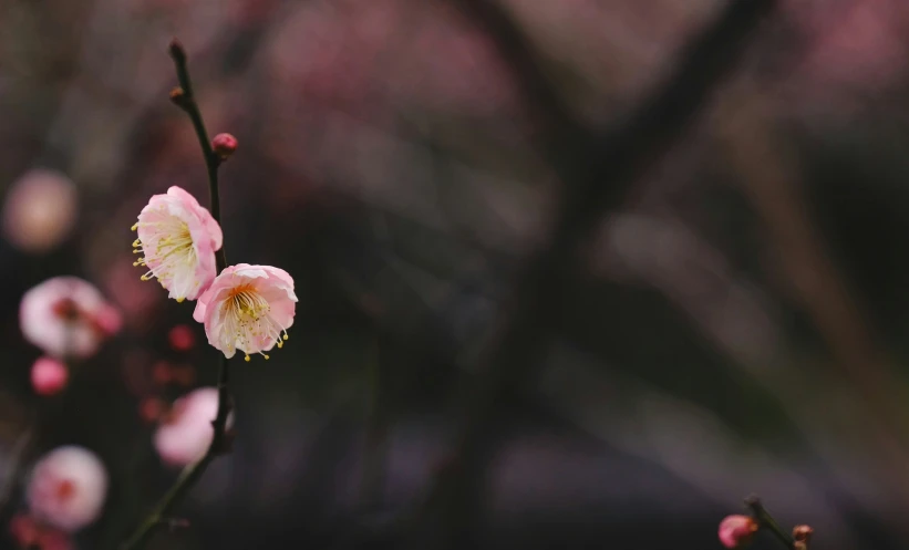 two pink and yellow flowers in front of some nches