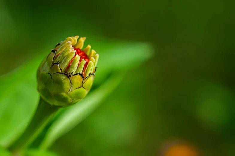 a single flower bud sitting on top of a green leaf