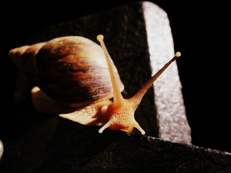 a close up image of a snail on a wooden surface