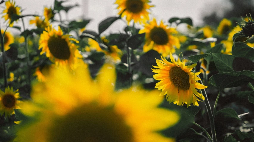 a lot of yellow sunflowers with leaves around them