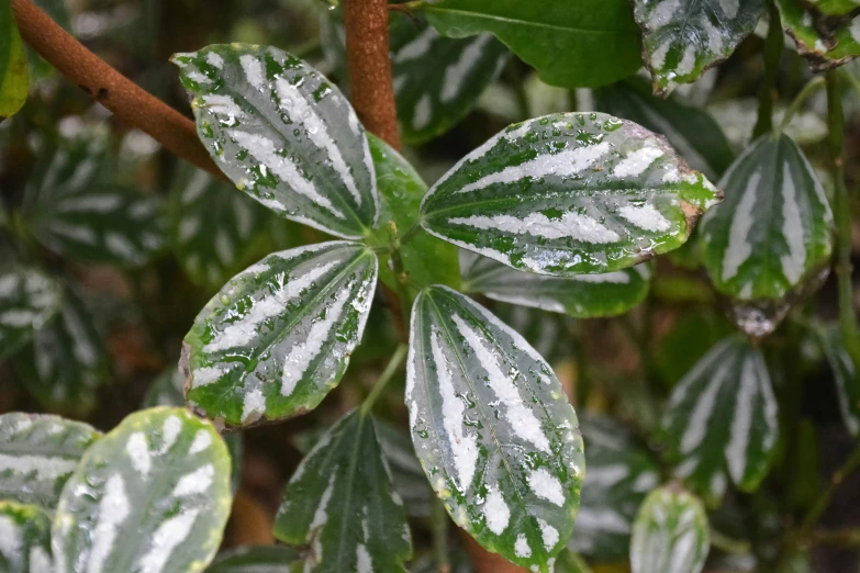 a bush with leaves and white and green foliage