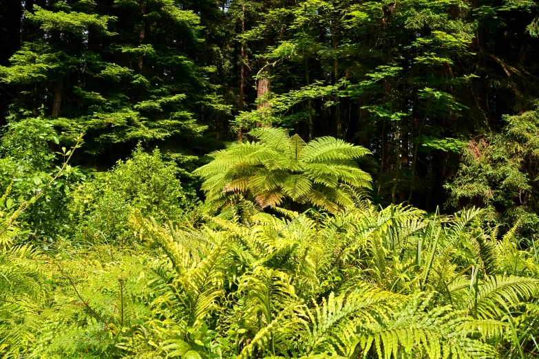 a lush green forest filled with lots of trees