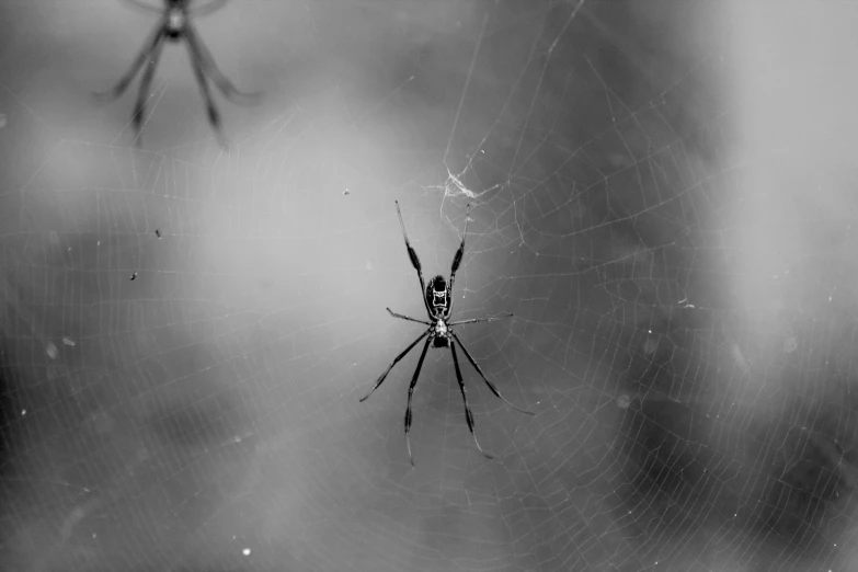 spider is standing in a web on a tree nch