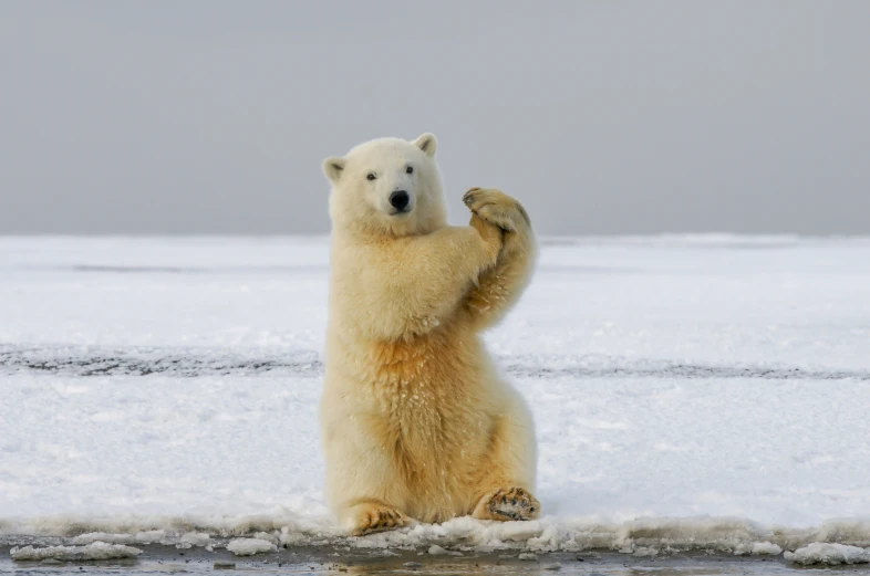 a polar bear sitting up in the snow